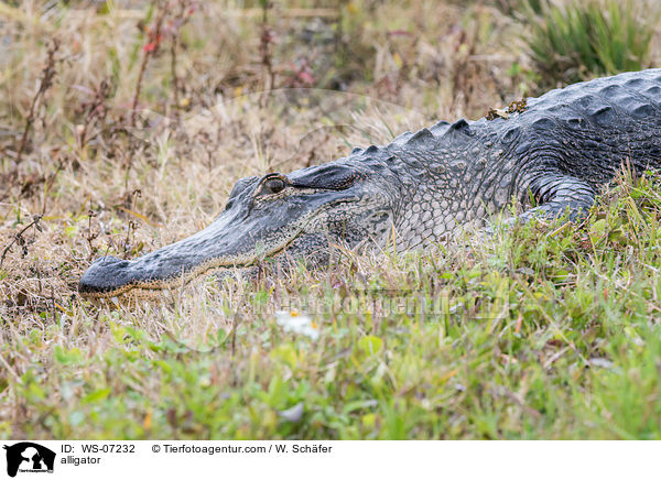Echter Alligator / alligator / WS-07232