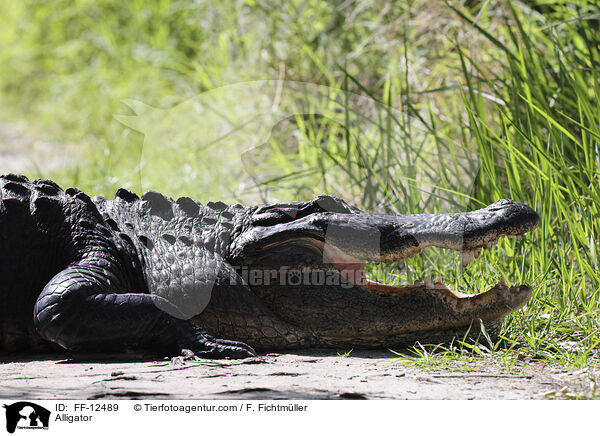 Alligator / Alligator / FF-12489