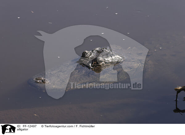 Alligator / alligator / FF-12497