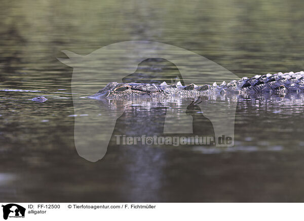 alligator / FF-12500