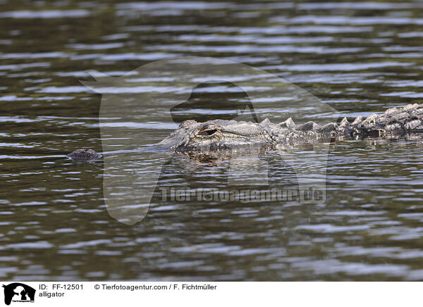 alligator / FF-12501