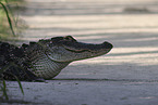 Alligator