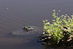 alligator