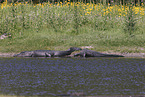 alligators