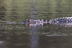alligator