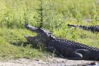alligator