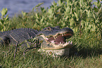 alligator