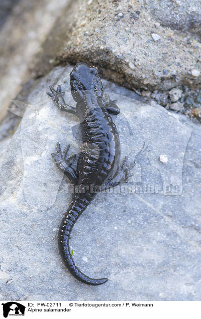 Alpensalamander / Alpine salamander / PW-02711