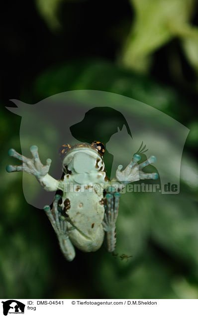 Baumhhlen-Krtenlaubfrosch / frog / DMS-04541