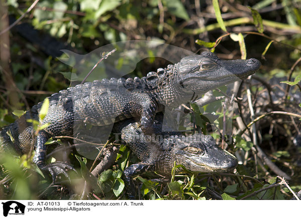 young Mississippi-Alligators / AT-01013