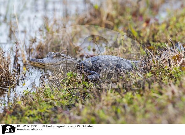 American alligator / WS-07231