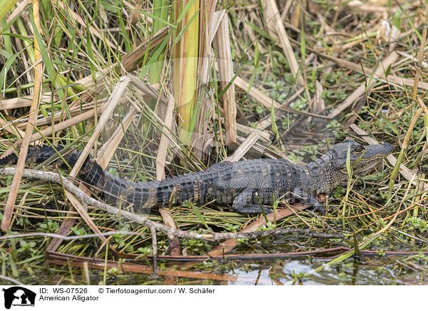Mississippi-Alligator / American Alligator / WS-07526