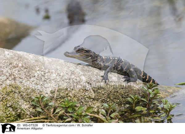 American Alligator / WS-07528