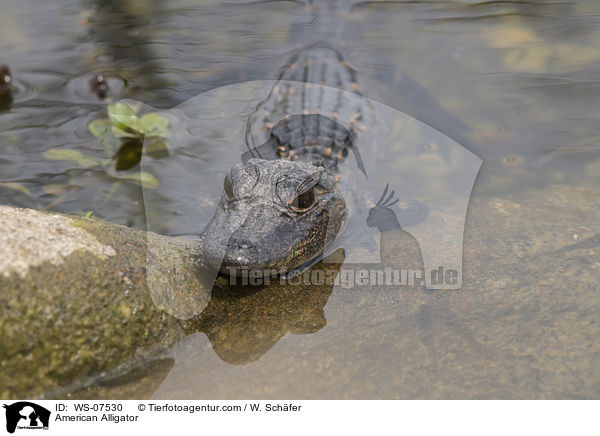 American Alligator / WS-07530