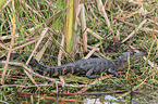 American Alligator