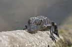 American Alligator