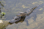 American Alligators