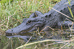 American Alligator