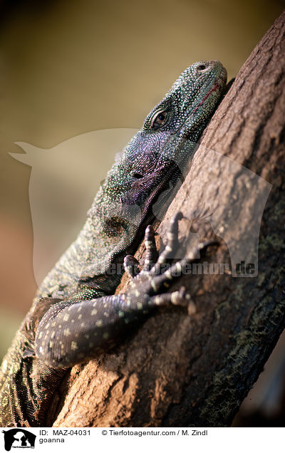Arguswaran / goanna / MAZ-04031
