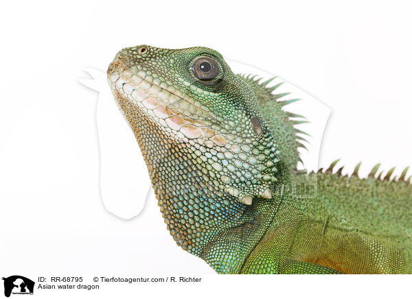 Asian water dragon / RR-68795