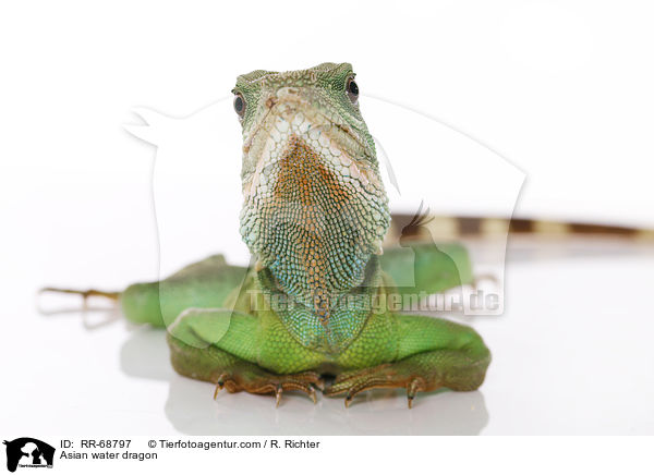 Asian water dragon / RR-68797