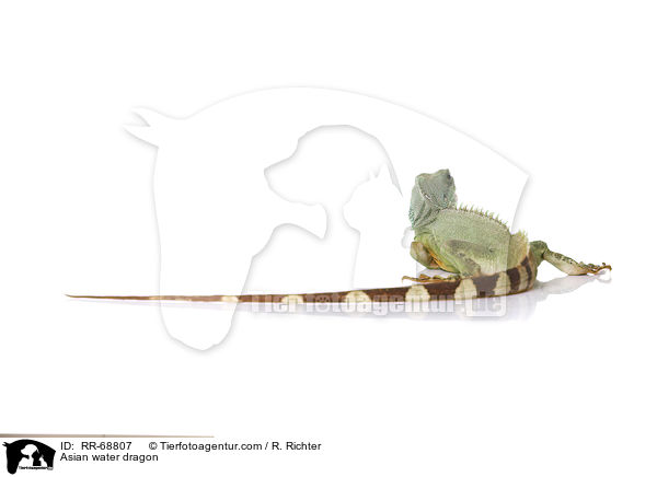 Asian water dragon / RR-68807