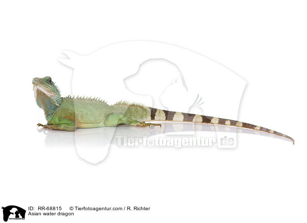 Asian water dragon / RR-68815
