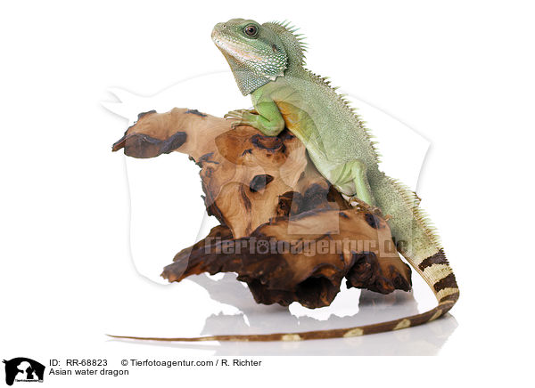 Asian water dragon / RR-68823