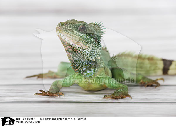 Asian water dragon / RR-68854