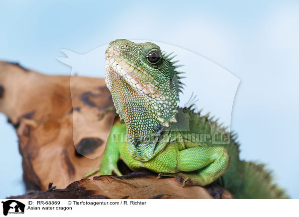 Asian water dragon / RR-68869