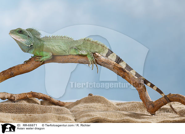Asian water dragon / RR-68871