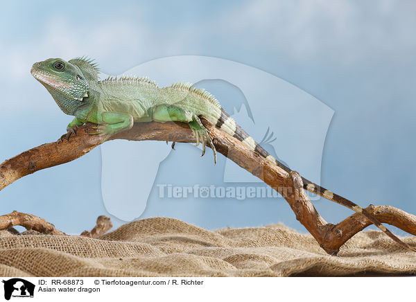 Asian water dragon / RR-68873