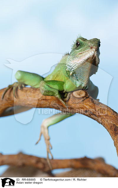 Grne Wasseragame Grner / Asian water dragon / RR-68885