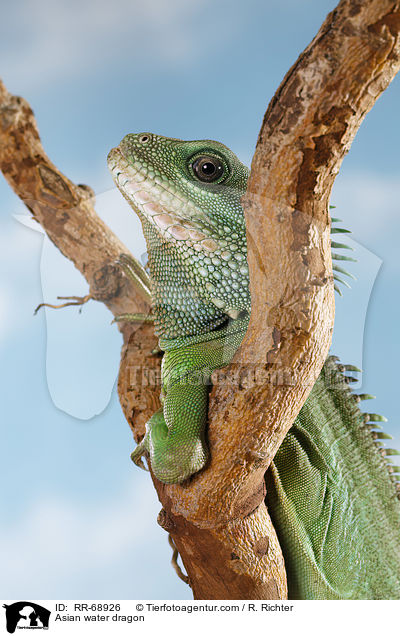 Grne Wasseragame Grner / Asian water dragon / RR-68926