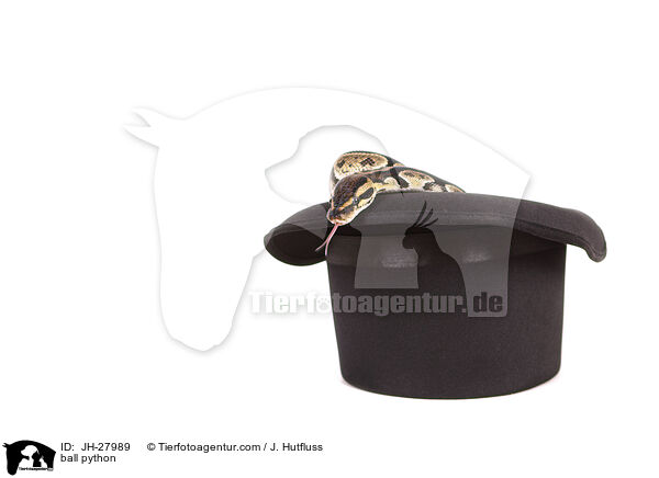 Knigspython / ball python / JH-27989