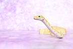 ball python banana pastel