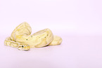 ball python banana pastel