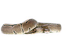 ball python