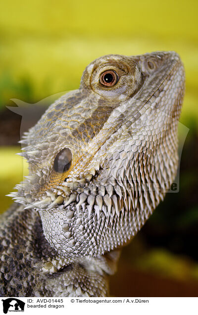 Bartagame / bearded dragon / AVD-01445