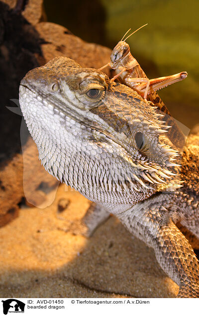 Bartagame / bearded dragon / AVD-01450