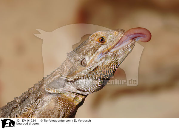 bearded dragon / DV-01624