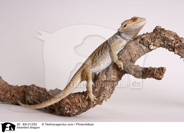 bearded dragon / BS-01250