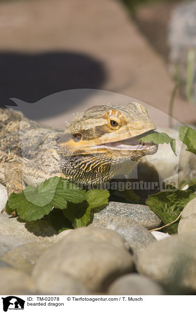 Bartagame / bearded dragon / TM-02078