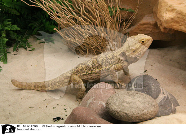 Bartagame / bearded dragon / MH-01766
