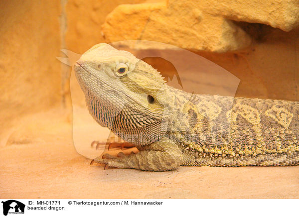 Bartagame / bearded dragon / MH-01771
