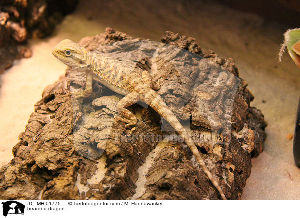 Bartagame / bearded dragon / MH-01775