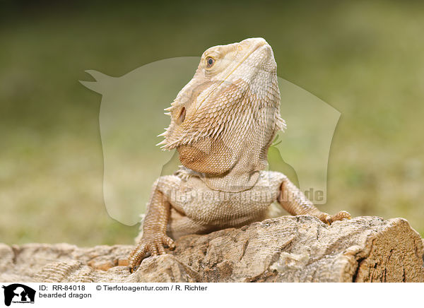 Bartagame / bearded dragon / RR-84018