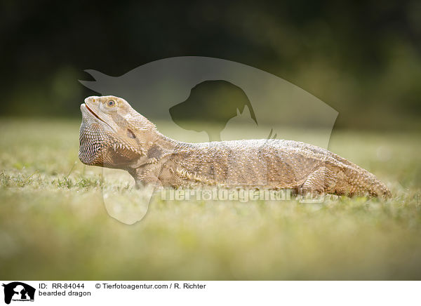 Bartagame / bearded dragon / RR-84044