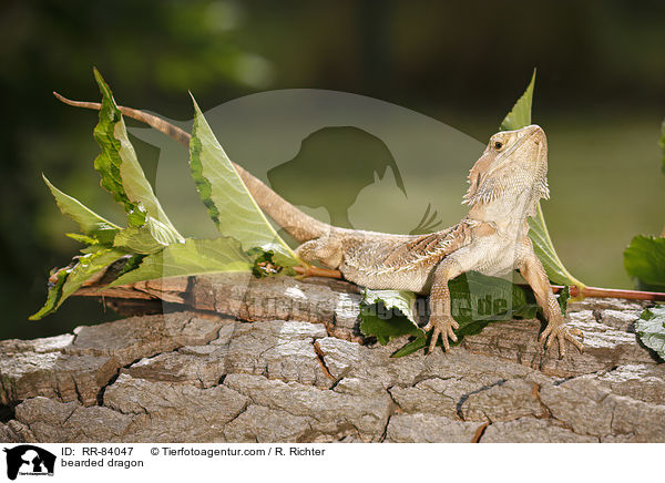 Bartagame / bearded dragon / RR-84047