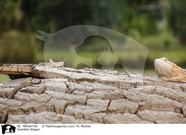 bearded dragon / RR-84105